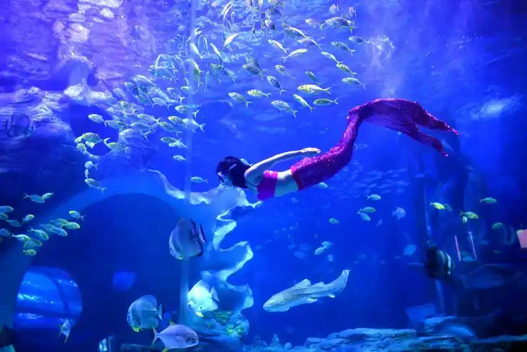 亚马逊热带林区 潮涧带区 海洋珊瑚礁鱼区 海底隧道 赣州极地海洋世界