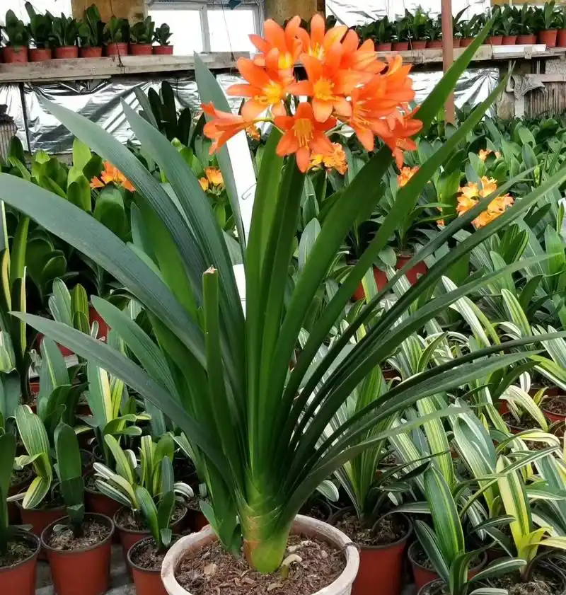 红花大胜利君子兰欣赏