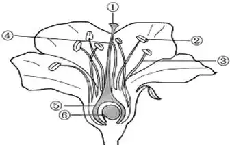 如图是桃花的结构示意图,据图回答