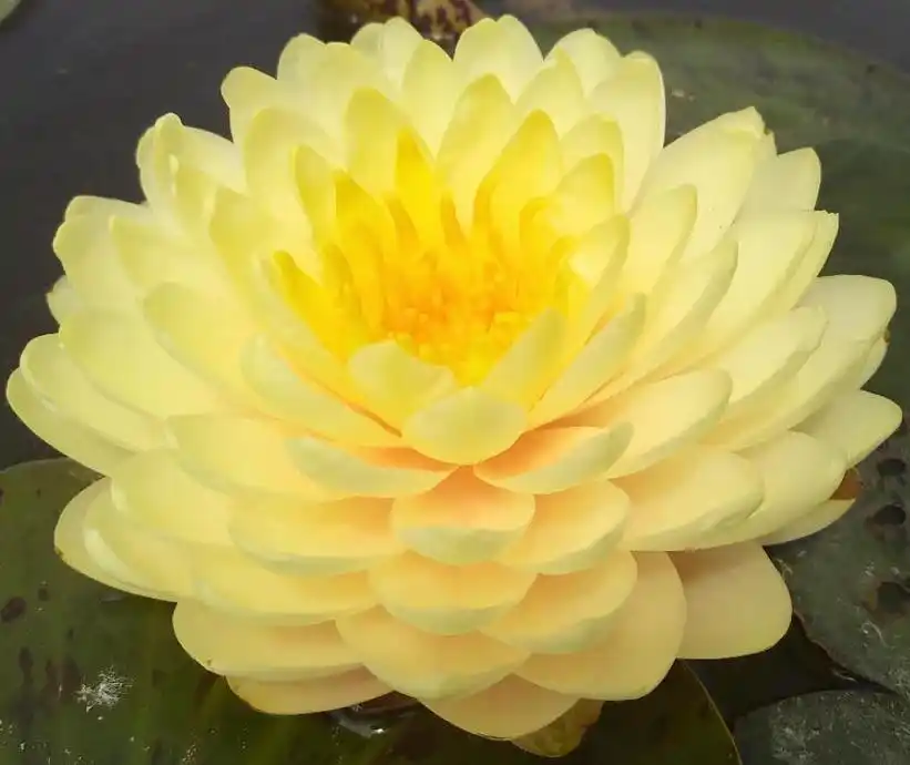 夏天,来种棵睡莲吧