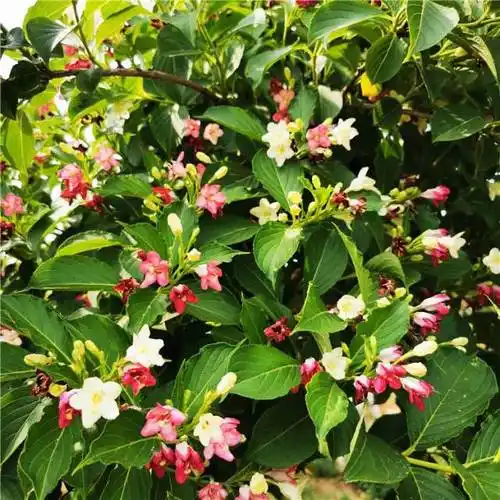 锦带花盆景大全(盆栽锦带花的浇水方法)