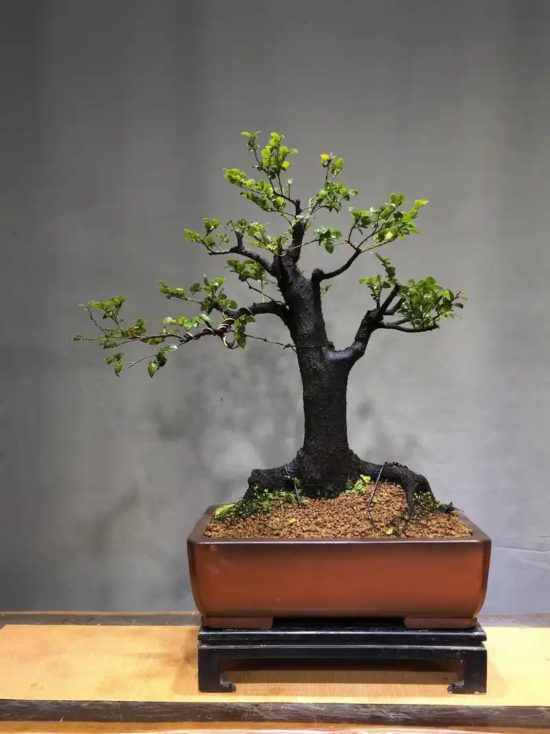 小叶紫檀盆景好养易活,不怕干不怕冻,寓意美好,适合居家养护