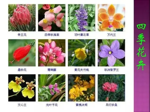 超全常见花卉植物图谱(1332种)
