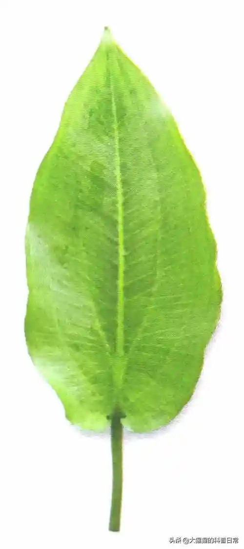 单子叶植物有哪些单子叶植物种子有哪些