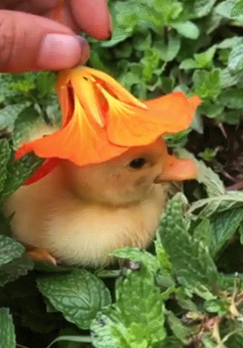 《梅雨之日》的作者 inasa 制作了前段时间网上很火的"带帽子的小鸭子