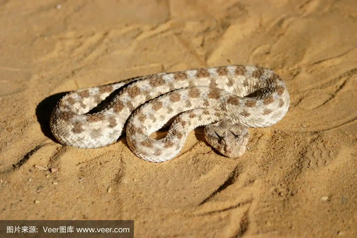 撒哈拉沙漠中危险的角蝰的特写