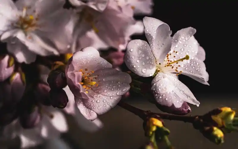 精选唯美樱花风景图片桌面壁纸