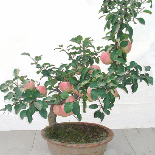 矮化苹果盆栽当年结果红富士四季室内外客厅盆景树桩果树苗南北方种植