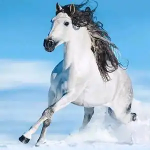 天马行空(拒秒赞)头像