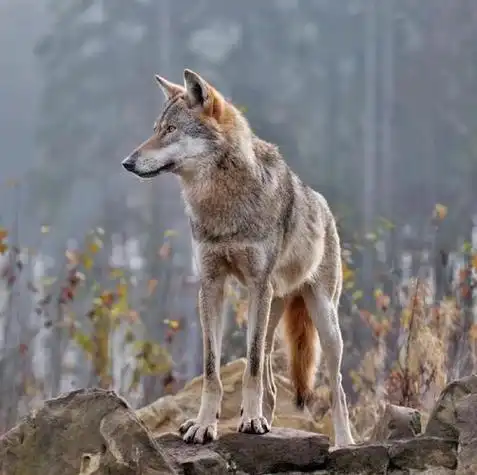 用狼的图片做微信头像 微信头像图片大全 -【爱个性】