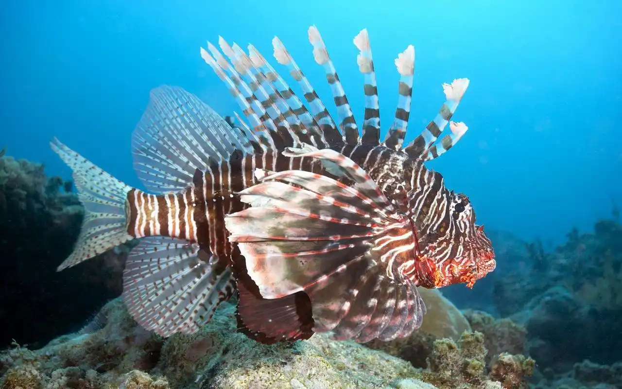 查看大图(源图)|  点击:0| 创建者:狠邪魅㎜㎜°美丽的狮子鱼