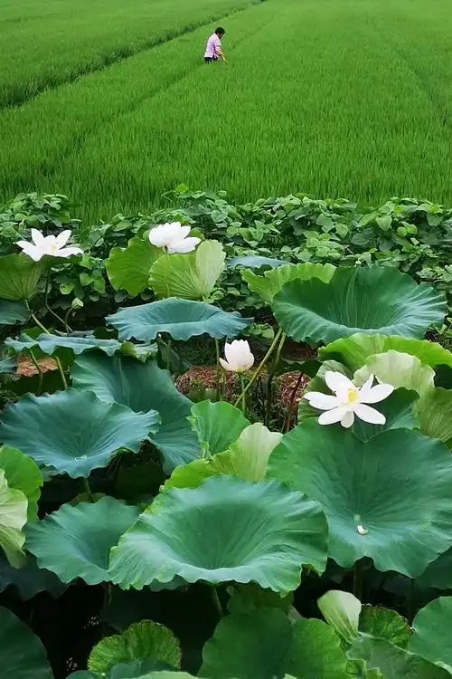 乡镇夏天景色 - 美篇