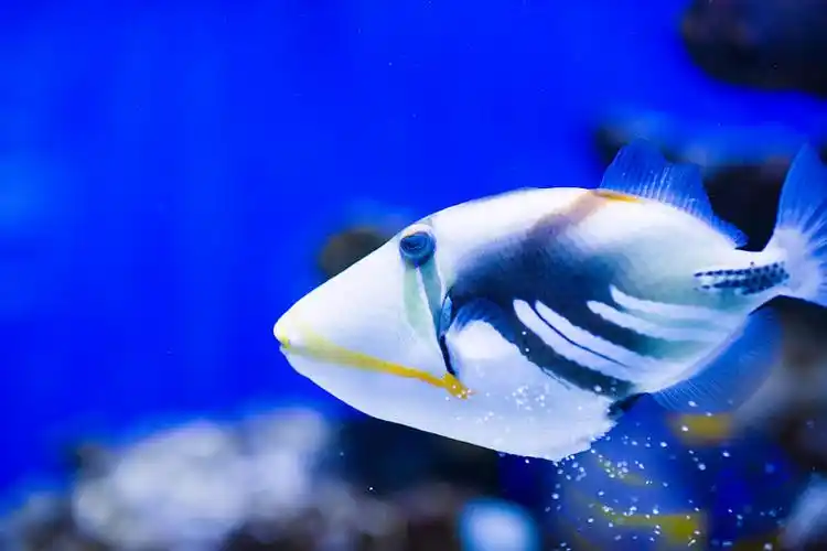 海鱼,水下,品种,鱼_高清图片_全景视觉