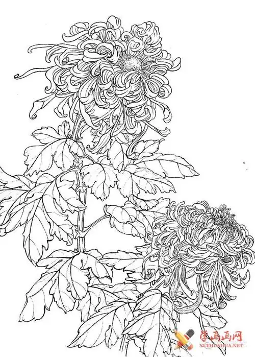 白描花卉_工笔白描菊花图片大全