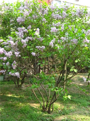 紫丁香@河南大叶女贞基地@批发#价格