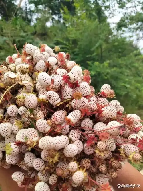 野草莓 秦岭深山中特有的美味