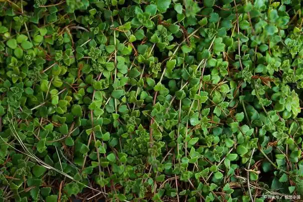 俗名"满天星",又被老人称为"止痒克星",农村人基本都认识它