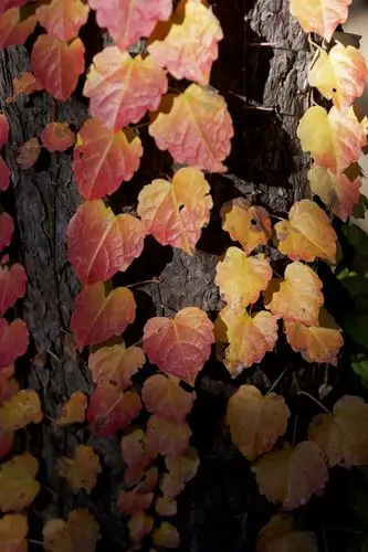 古老寺庙的千年银杏树