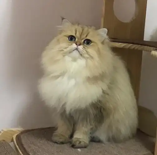 金色金吉拉自家养的金吉拉生了找新家