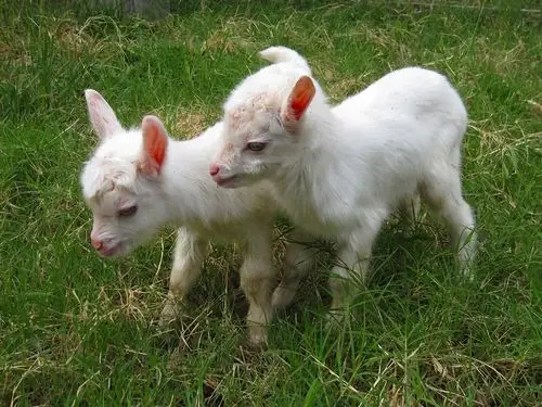 可爱的羊羊啊来自微博@关于壁纸原创--有水印则见水印