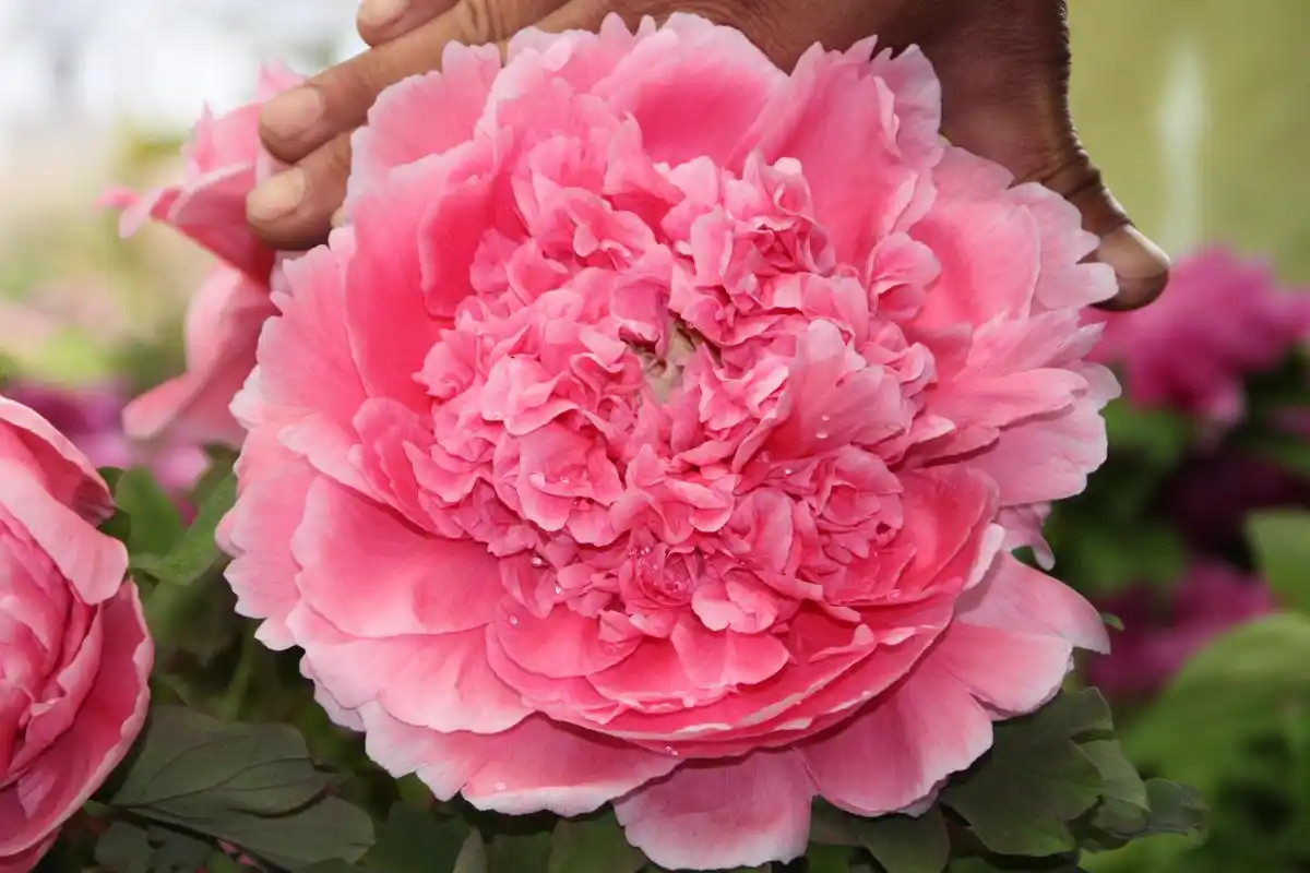 洛阳牡丹花赏析——花色(一)