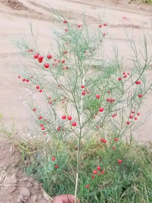 这种果子叫什么