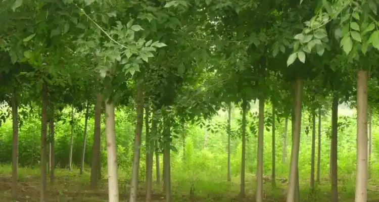 悬铃木白蜡是什么东西