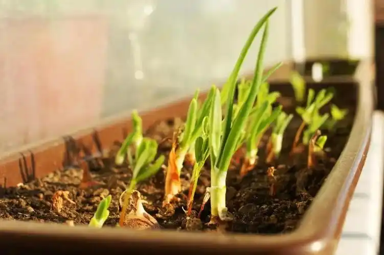 我们经常饮食的葱自己在家就可以种,除了土培以外也可以用水培.