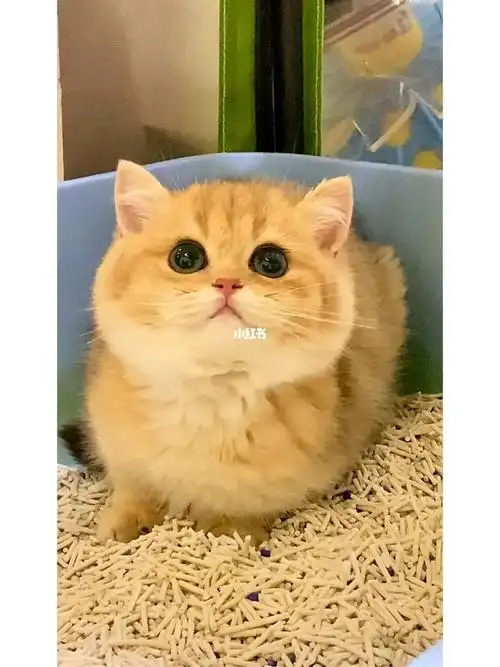 杭州猫舍  #猫舍  #吸猫  #金渐层  #蓝金渐