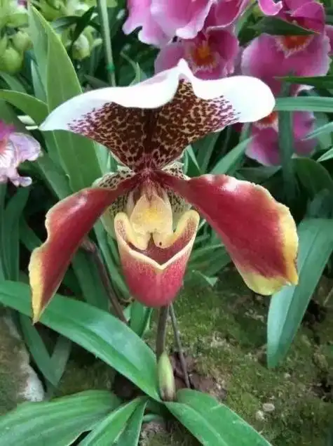 奇异之花,紫毛兜兰94949696 - 抖音