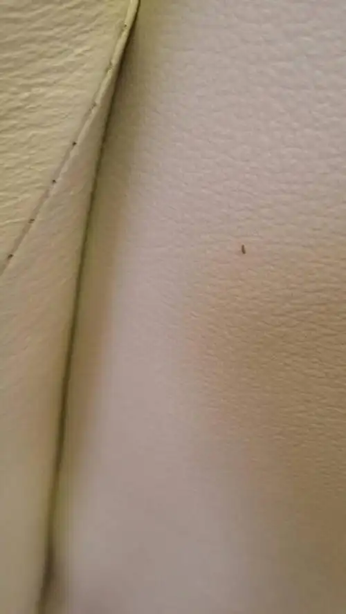 按默认排序|5条回答  6 分钟前   热心网友  床虱.