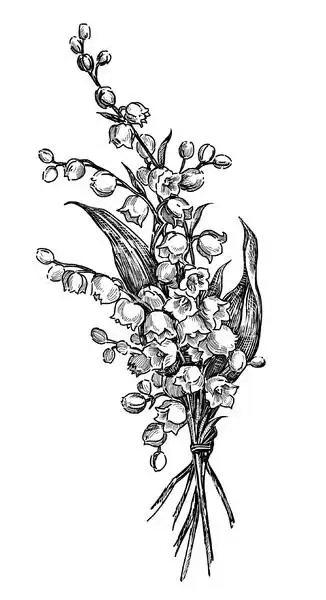 6737山谷的百合花的剪影67180天堂鸟花剪影矢量图18140浆果花剪影