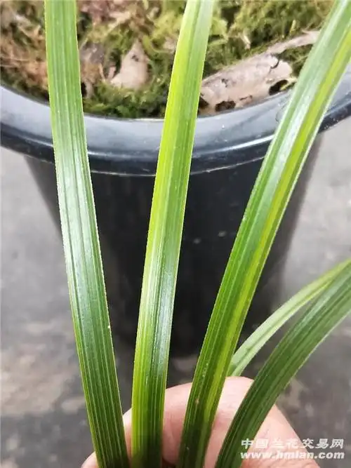 下山蕙兰青丝草带芽 - 中国兰花交易网