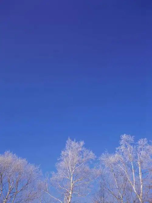 无人,竖图,室外,白天,仰视,旅游,度假,美景,雪,植物,大雪,北海道,日本