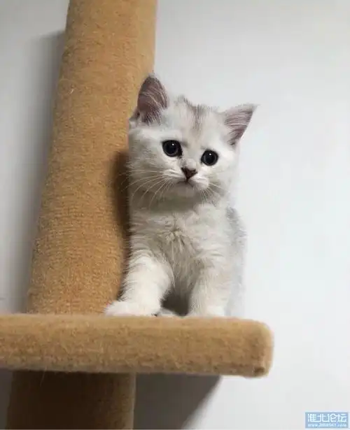 英短银渐层金吉拉