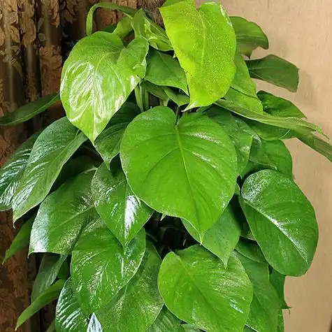 绿萝的正确养法(绿萝的正确养法方式)-昕阳网