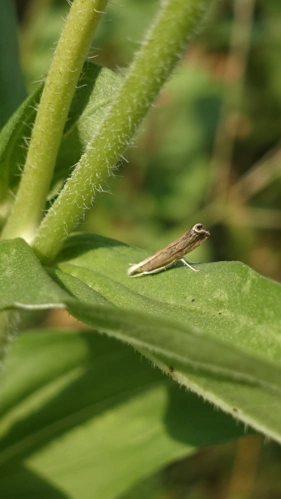 【有图】大自然中的小虫子-蜂鸟网