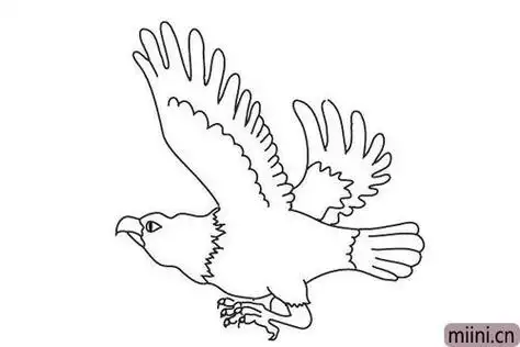 猛禽简笔画动物