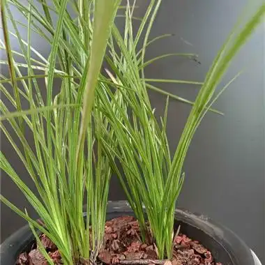 细叶蕙兰2颗14苗 - 中国兰花交易网