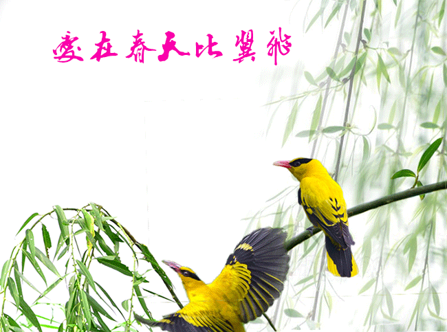 我用ps制作的动态小鸟