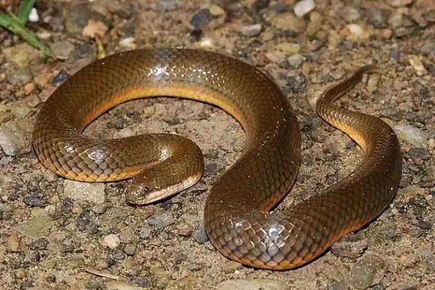 国内常见无毒蛇类排名,中国十大没有毒的蛇|鸟类|水蛇|害虫|哺乳动物