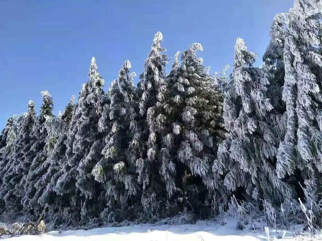 多图丨泸州也可以看雾凇,堆雪人……最低温-8.9