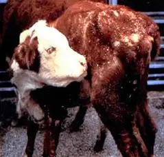 p>牛疥螨病是疥螨和痒螨寄生在动物体表而引起的慢性寄生性皮肤病.