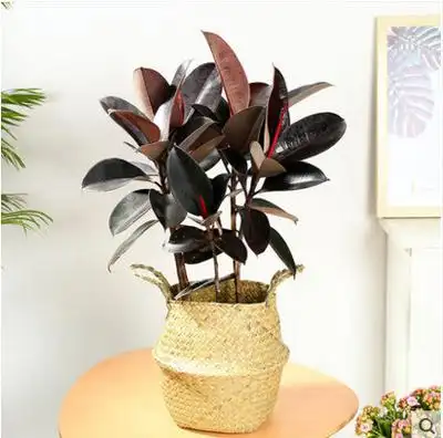 室内客厅大型绿植花卉盆栽 观叶植物 黑金刚橡皮树 盆栽5棵-阿里巴巴