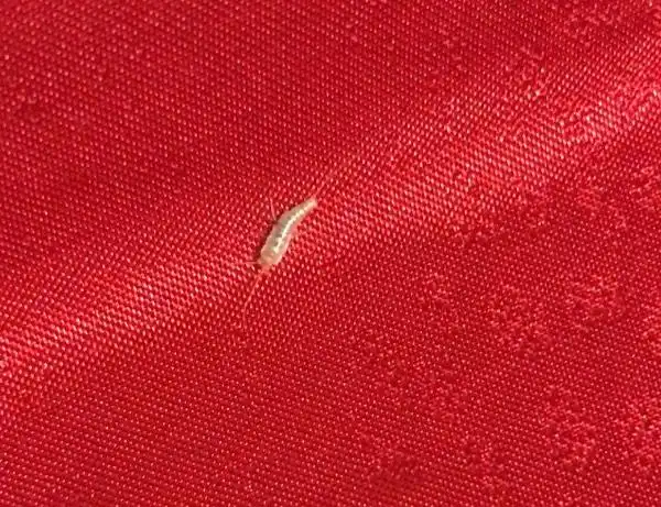 求助大神们,这是什么虫子.突然之间就发现家里有这种虫子了,然后晚