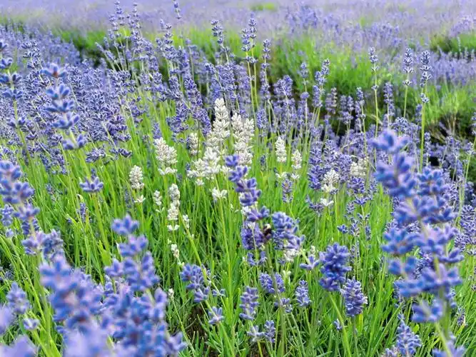 先来一组薰衣草照片