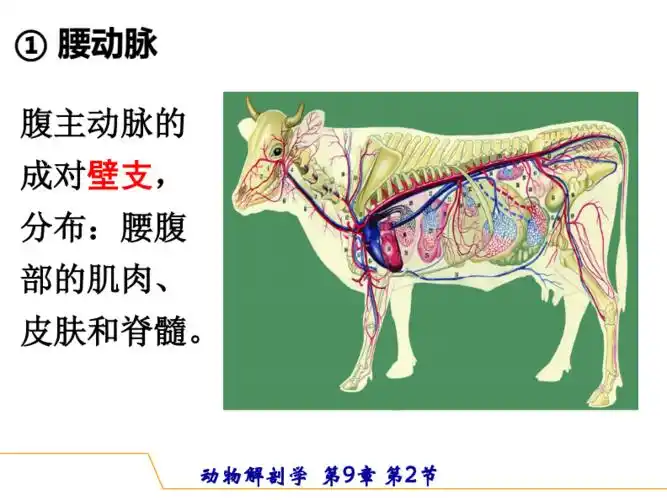 2.2.1 体循环(大循环)主要动脉part c (ppt).pdf
