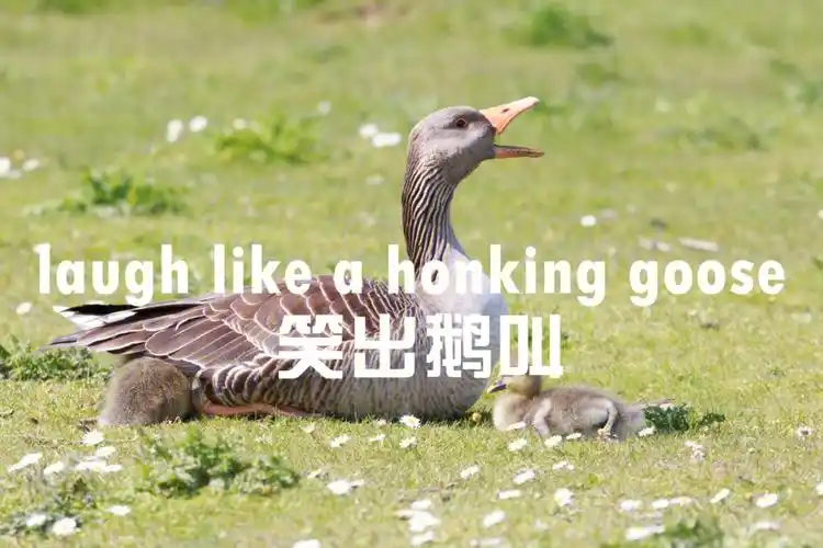 单词立马就有了灵魂(被各种鹅附体)哈哈哈哈哈哈,绝了绝了,可以当表情