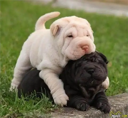 起源于中国的沙皮狗,是大家都很喜欢的可爱萌系小生命