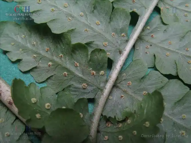 dryoathyrium viridifrons (makino) ching